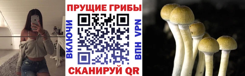 даркнет наркотические препараты  Нижнеудинск  Псилоцибиновые грибы Psilocybe 